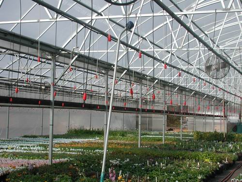 large-commercial-greenhouse-with-plants-inside