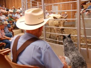 Man-in-cowboy-hat-watching-cow-at-animal-auction